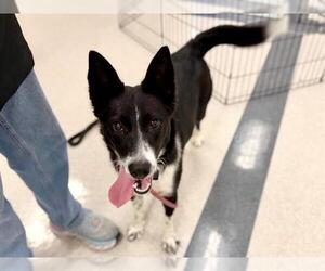 Border Collie Dogs for adoption in Santa Rosa, CA, USA
