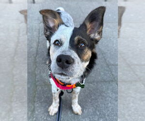 Australian Cattle Dog Dogs for adoption in Woodland, CA, USA