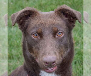 Chocolate Labrador retriever-Colonial Cocker Spaniel Mix Dogs for adoption in Huntley, IL, USA