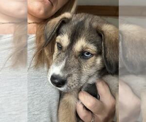 Huskies -Unknown Mix Dogs for adoption in MIDWAY, UT, USA