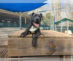 Mutt Dogs for adoption in McCormick, SC, USA