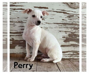 Chiweenie Dogs for adoption in Rockaway, NJ, USA