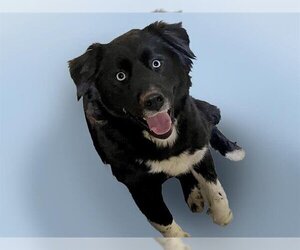 Australian Shepherd Dogs for adoption in Tulsa, OK, USA