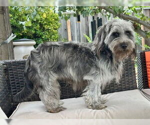 - Mix Dogs for adoption in Fremont, CA, USA