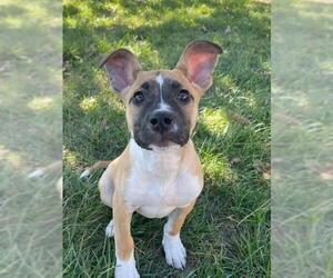 Akita-Unknown Mix Dogs for adoption in Lee's Summit, MO, USA