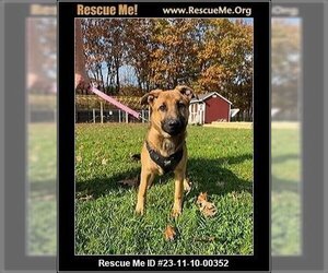 German Shepherd Dog Dogs for adoption in Benton, PA, USA