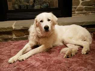 Great Pyrenees Dogs for adoption in CORNING, NY, USA