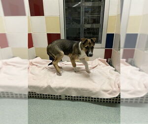 German Shepherd Dog-Unknown Mix Dogs for adoption in Plano, TX, USA