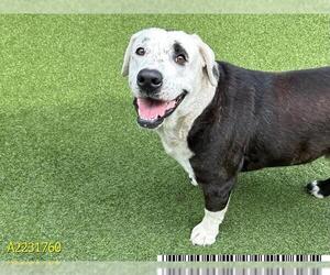 American Pit Bull Terrier-Labrador Retriever Mix Dogs for adoption in West Palm Beach, FL, USA