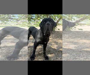 Mastiff Dogs for adoption in Goodyear, AZ, USA