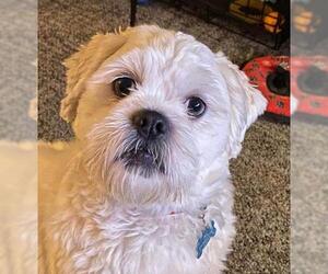 Shih Apso Dogs for adoption in Minneapolis, MN, USA