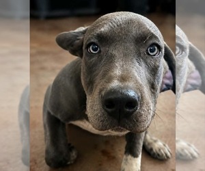 American Staffordshire Terrier-Mastiff Mix Dogs for adoption in Minneapolis, MN, USA