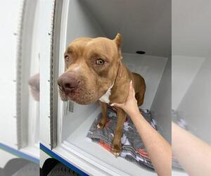 American Pit Bull Terrier Dogs for adoption in Sanford, FL, USA