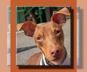 Doxie-Pin Dogs for adoption in Wakefield, RI, USA