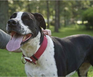 Great Dane-Unknown Mix Dogs for adoption in Bullard, TX, USA