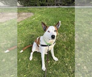 Mutt Dogs for adoption in Chula Vista, CA, USA