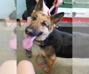 German Shepherd Dog Dogs for adoption in Knoxville, IA, USA