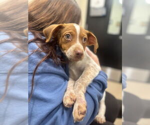 Mutt Dogs for adoption in Elmsford, NY, USA