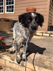 Brittany-English Springer Spaniel Mix Dogs for adoption in Montpelier, VT, USA
