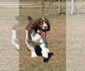English Springer Spaniel Dogs for adoption in oakland, FL, USA