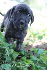 Mastador Dogs for adoption in White River Junction, VT, USA