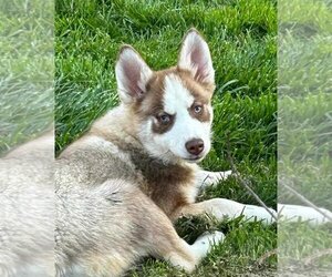 Pomsky Dogs for adoption in Matawan, NJ, USA