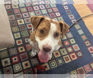 Labrador Retriever-Unknown Mix Dogs for adoption in Derwood, MD, USA