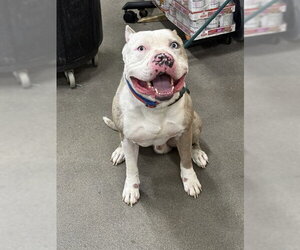 Mutt Dogs for adoption in Forestville, MD, USA