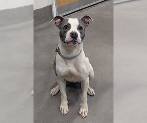 Mutt Dogs for adoption in Forestville, MD, USA