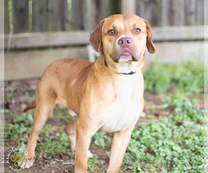 Boxer-Unknown Mix Dogs for adoption in Brownsboro, AL, USA