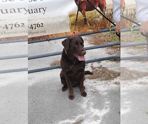 Labrador Retriever Dogs for adoption in WEST PALM BEACH, FL, USA