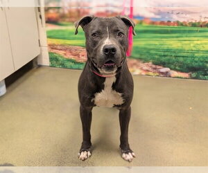 Mutt Dogs for adoption in Moreno Valley, CA, USA