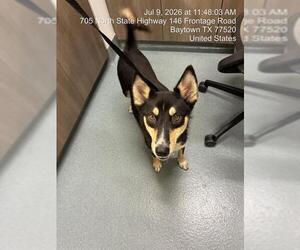 Siberian Husky Dogs for adoption in Baytown, TX, USA
