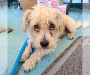 Maltipoo Dogs for adoption in Long Beach, CA, USA