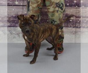 Plott Hound Dogs for adoption in Wadena, MN, USA