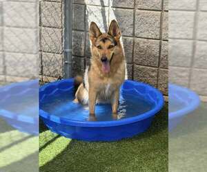 Mutt Dogs for adoption in Rowlett, TX, USA