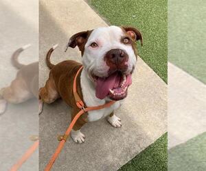 American Pit Bull Terrier Dogs for adoption in Fayetteville, NC, USA