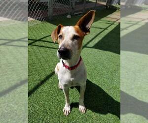 Pointer-Unknown Mix Dogs for adoption in Miami, FL, USA