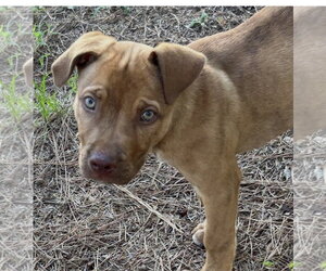 Labrador Retriever-Unknown Mix Dogs for adoption in Rockaway, NJ, USA