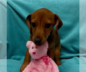 Dachshund-Unknown Mix Dogs for adoption in Weston, FL, USA