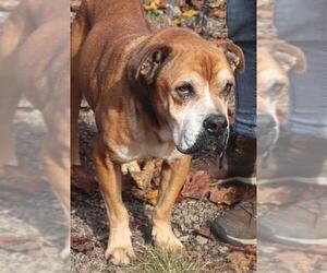Boxer-Unknown Mix Dogs for adoption in Marble, NC, USA