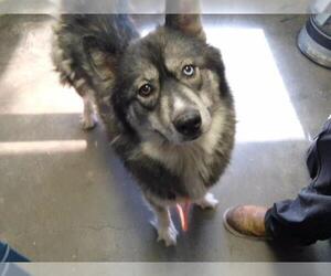 Siberian Husky Dogs for adoption in Tulsa, OK, USA
