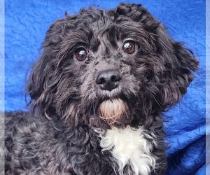 Shih-Poo Dogs for adoption in Cuba, NY, USA