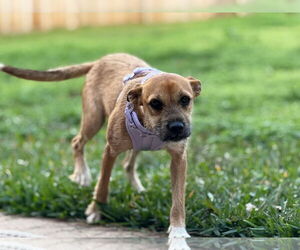 Mutt Dogs for adoption in Missouri City, TX, USA