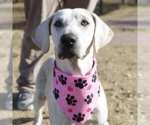 Mutt Dogs for adoption in San Antonio, TX, USA