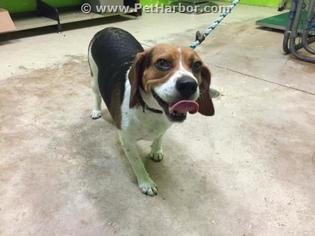 Beagle Dogs for adoption in Green Cove Springs, FL, USA