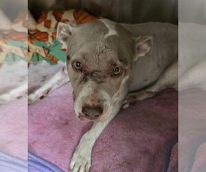 Mutt Dogs for adoption in Martinez, CA, USA