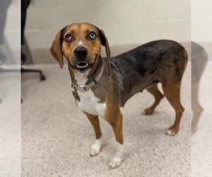 Catahoula Leopard Dog Dogs for adoption in Brighton, CO, USA