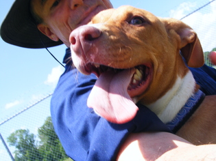 American Pit Bull Terrier-Unknown Mix Dogs for adoption in New Bern, NC, USA