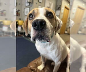 Bogle Dogs for adoption in Burnsville, MN, USA